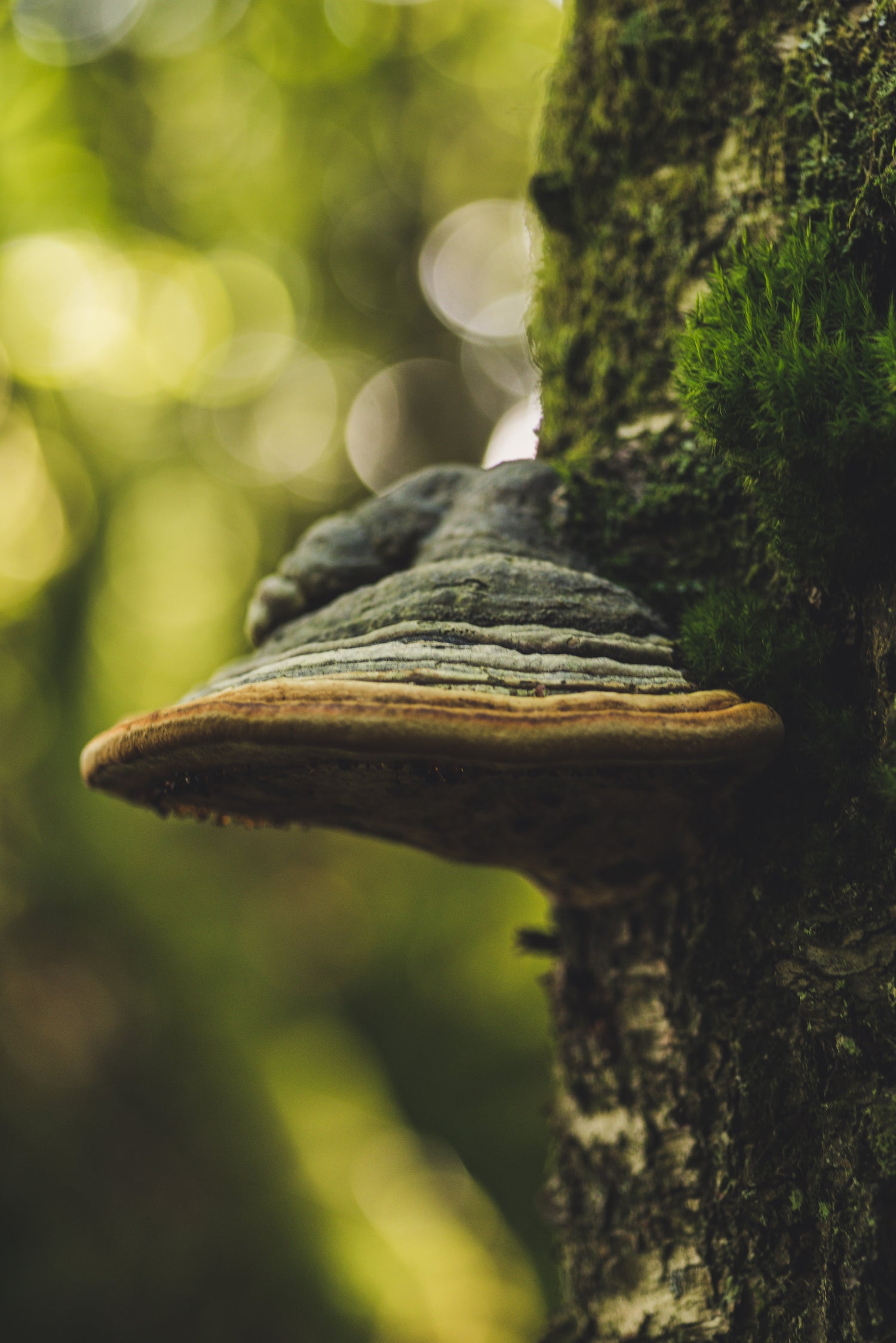 Fomes fomentarius also known as hoof mushrooms on a tree in a forest