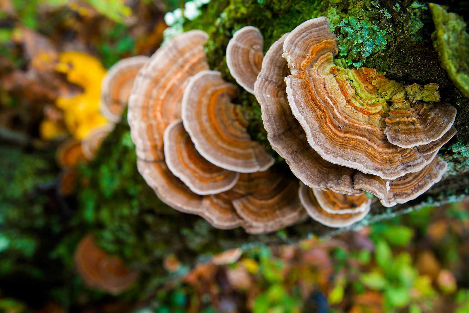 Turkey Tail mushrooms grow on a tree in a forest