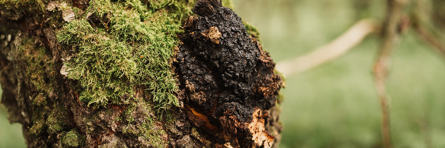 Dark Chaga mushrooms grow on a birch tree in a forest