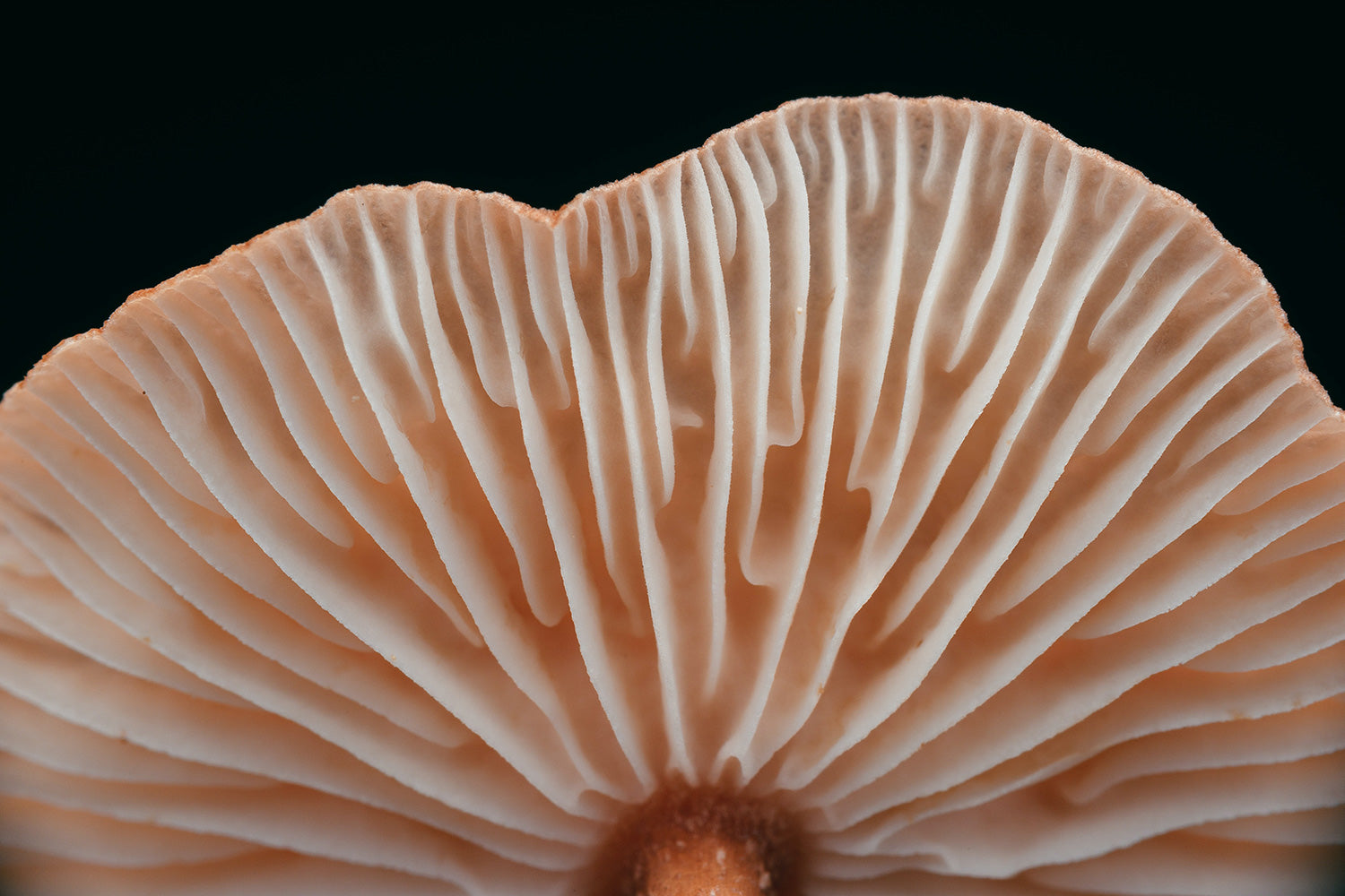 The underside/gills of a mushroom cap