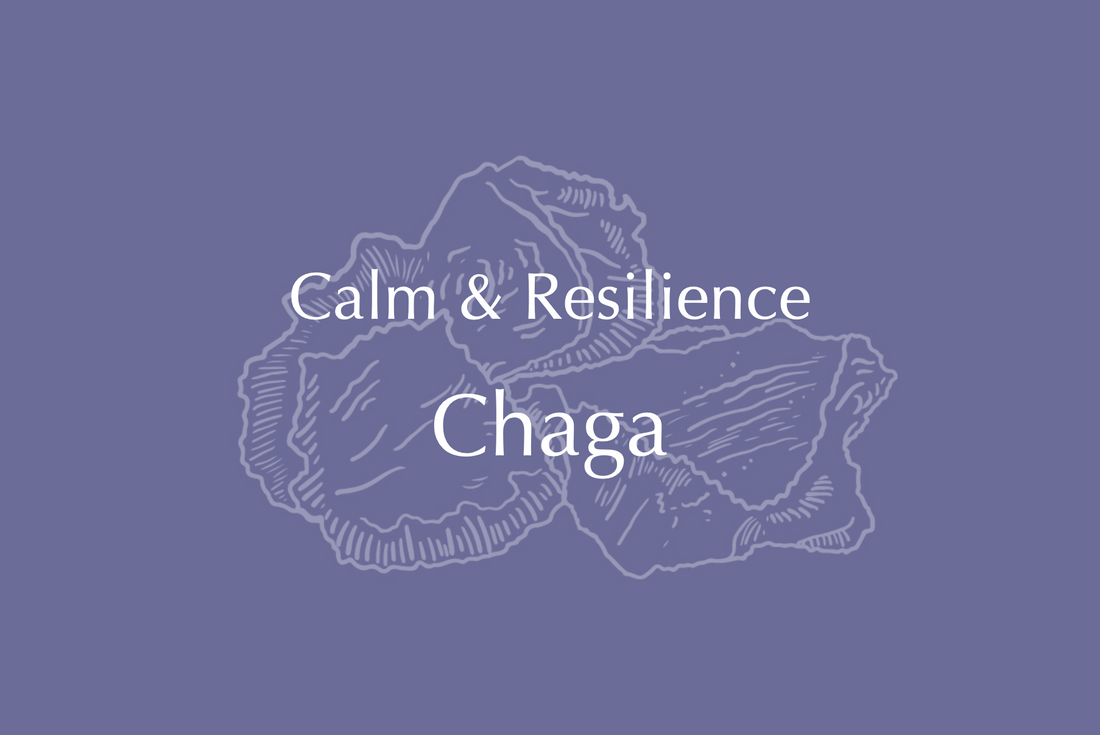 Calm &amp; Resilience | Chaga and Ginseng Extract Tincture