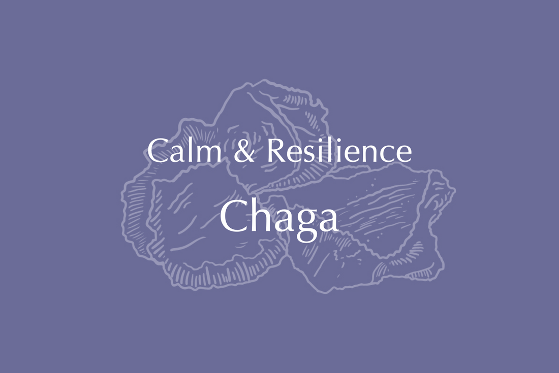 Calm & Resilience | Chaga and Ginseng Extract Tincture