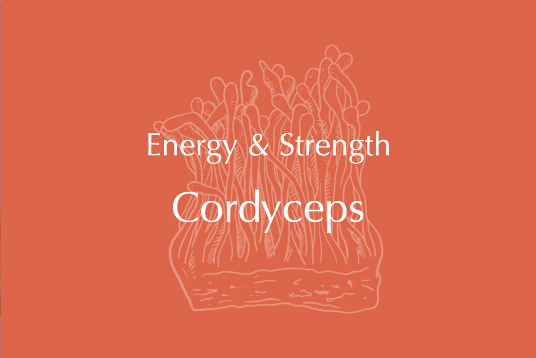 Cordyceps Energy and Strength