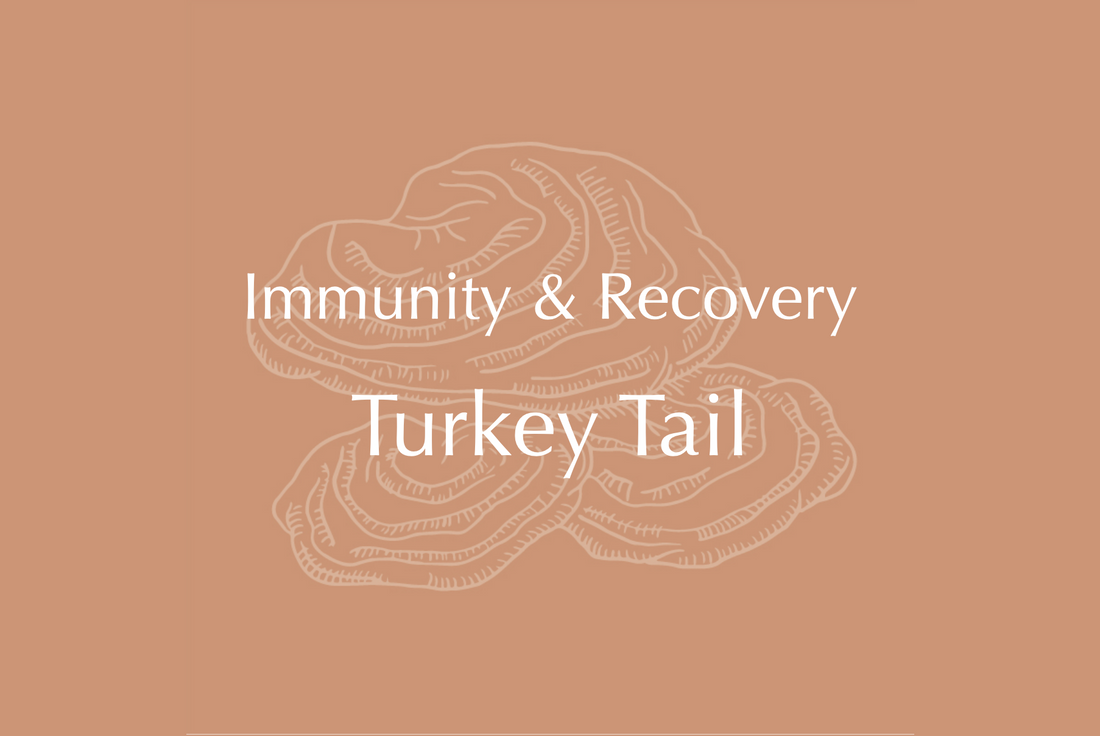 Turkey Tail Immunity and Recovery
