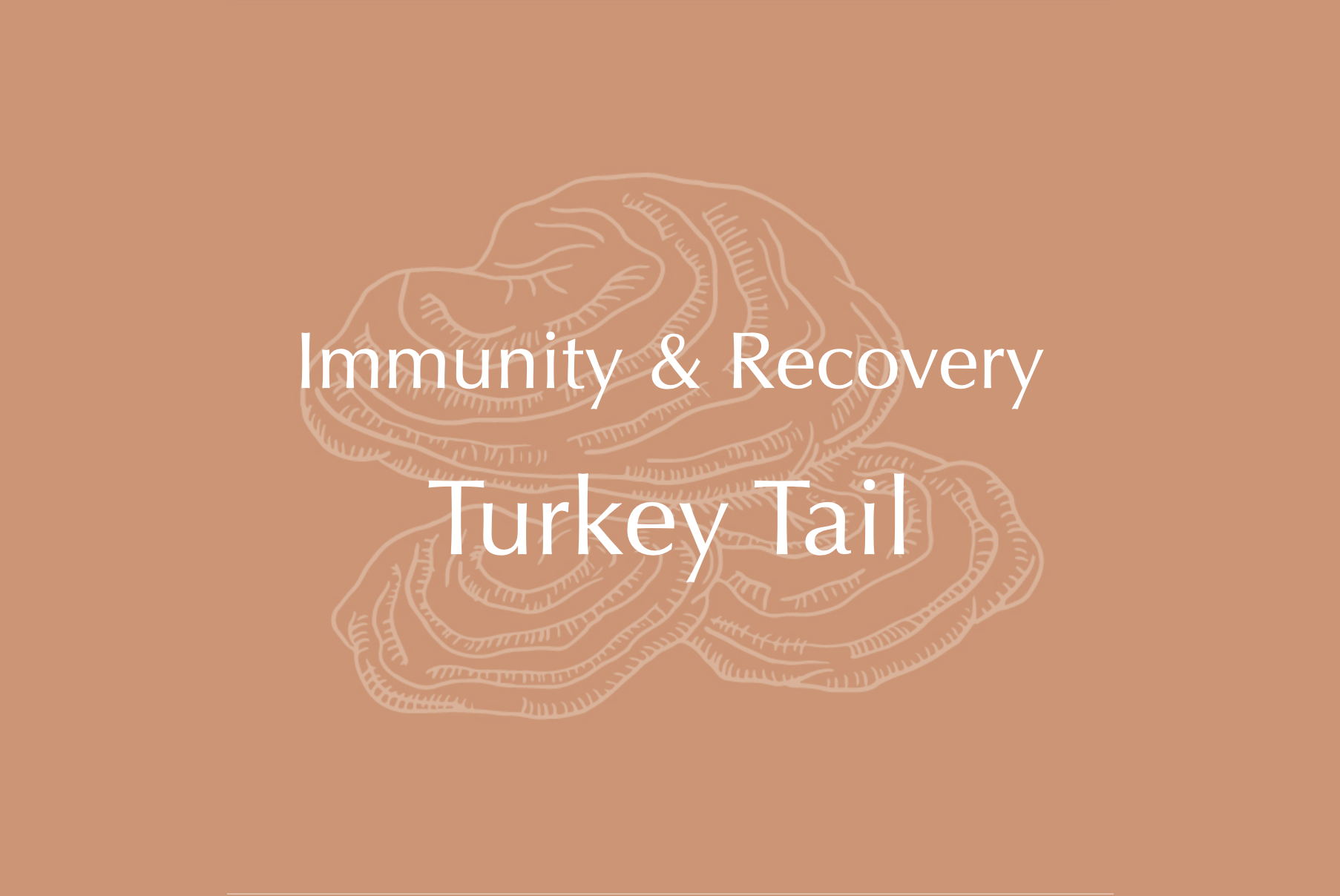 Turkey Tail Immunity and Recovery