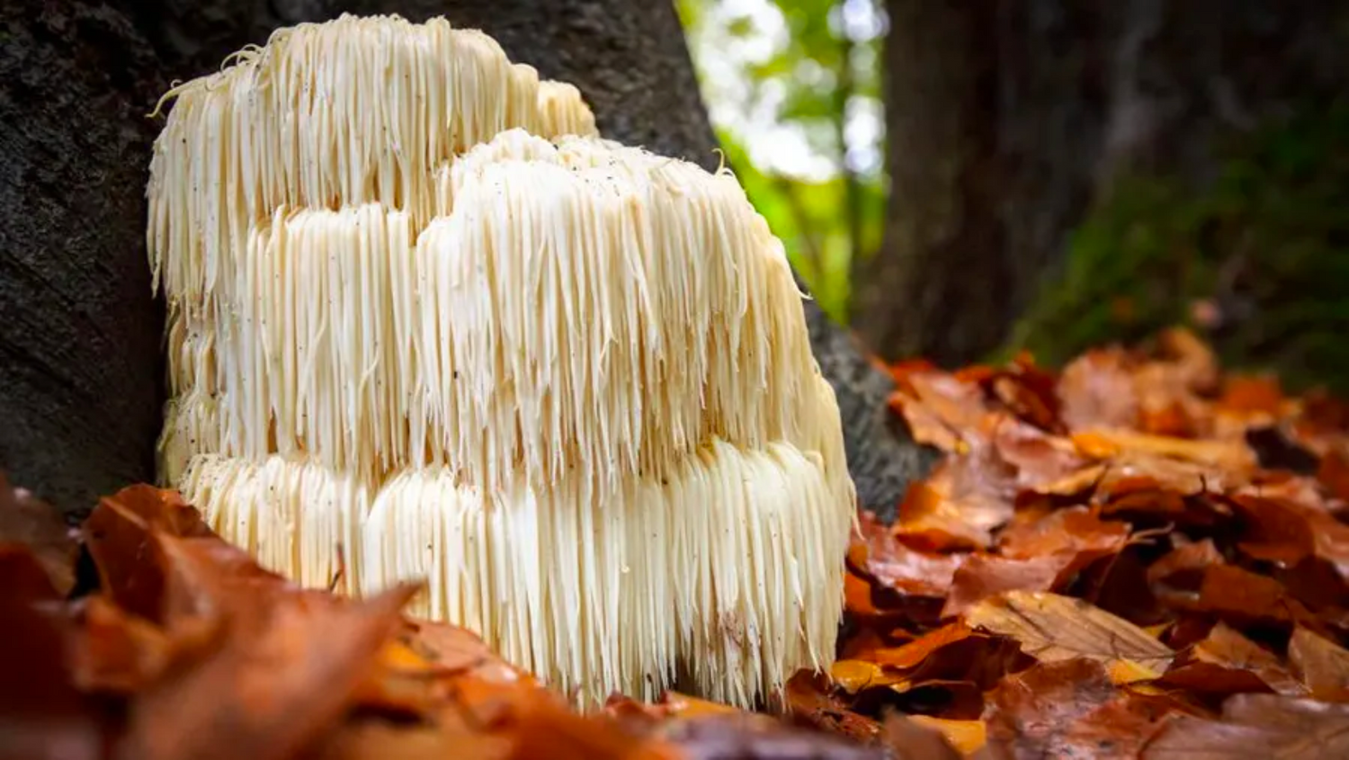 Unlock Your Brain's Potential with Lion's Mane: The Natural Nootropic Mushroom
