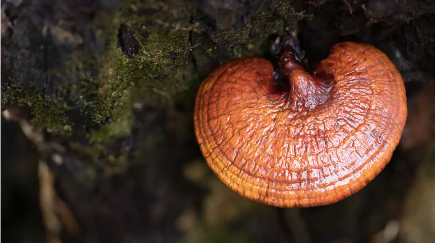 The Mushroom of Immortality: Reishi and Its Long-Term Health Benefits