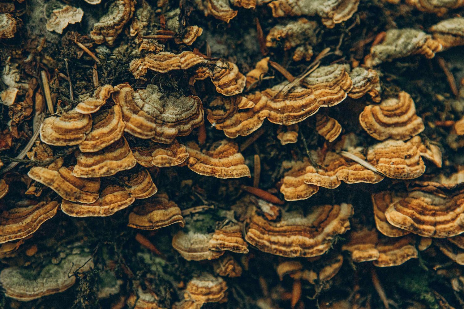 Mushroom Magic: An Introduction to the Health Benefits of Medicinal Mushrooms