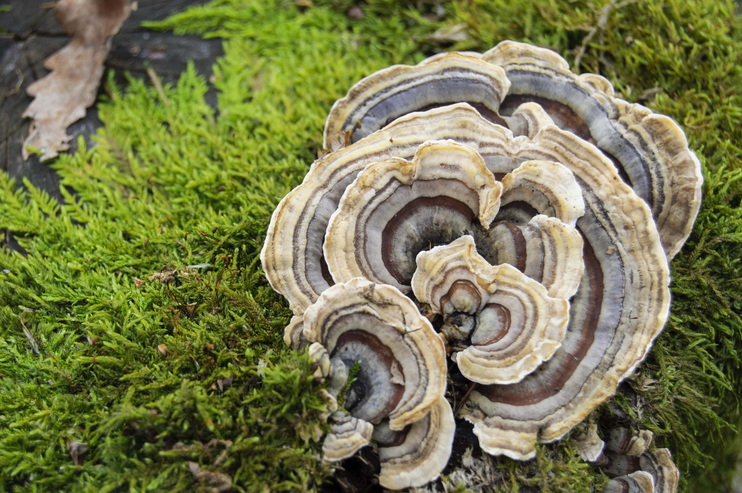The Immunity-Boosting Superpowers of Turkey Tail