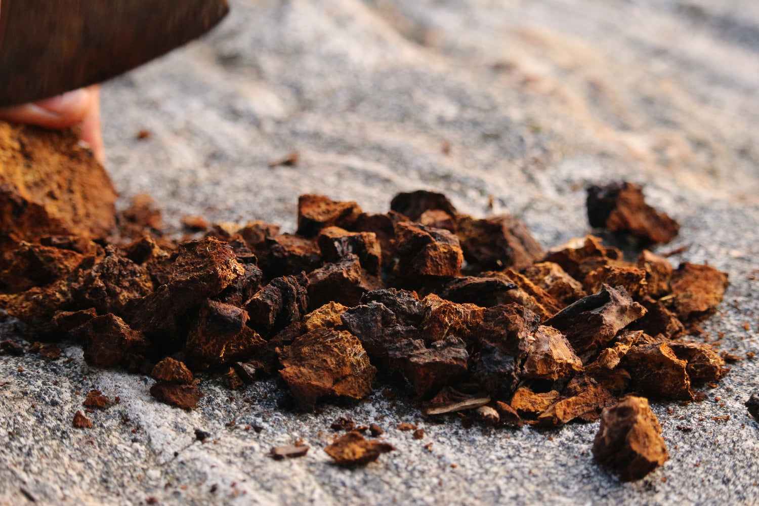 Chaga mushrooms in pieces and powder form