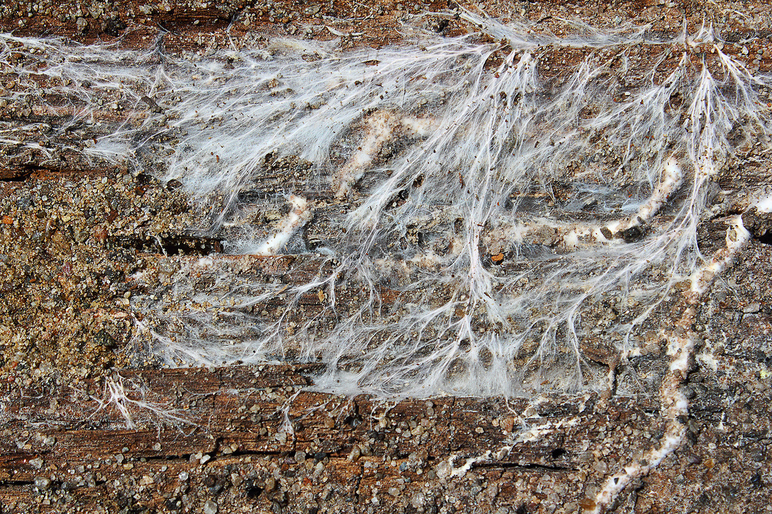 mushroom mycelium on a tree truck