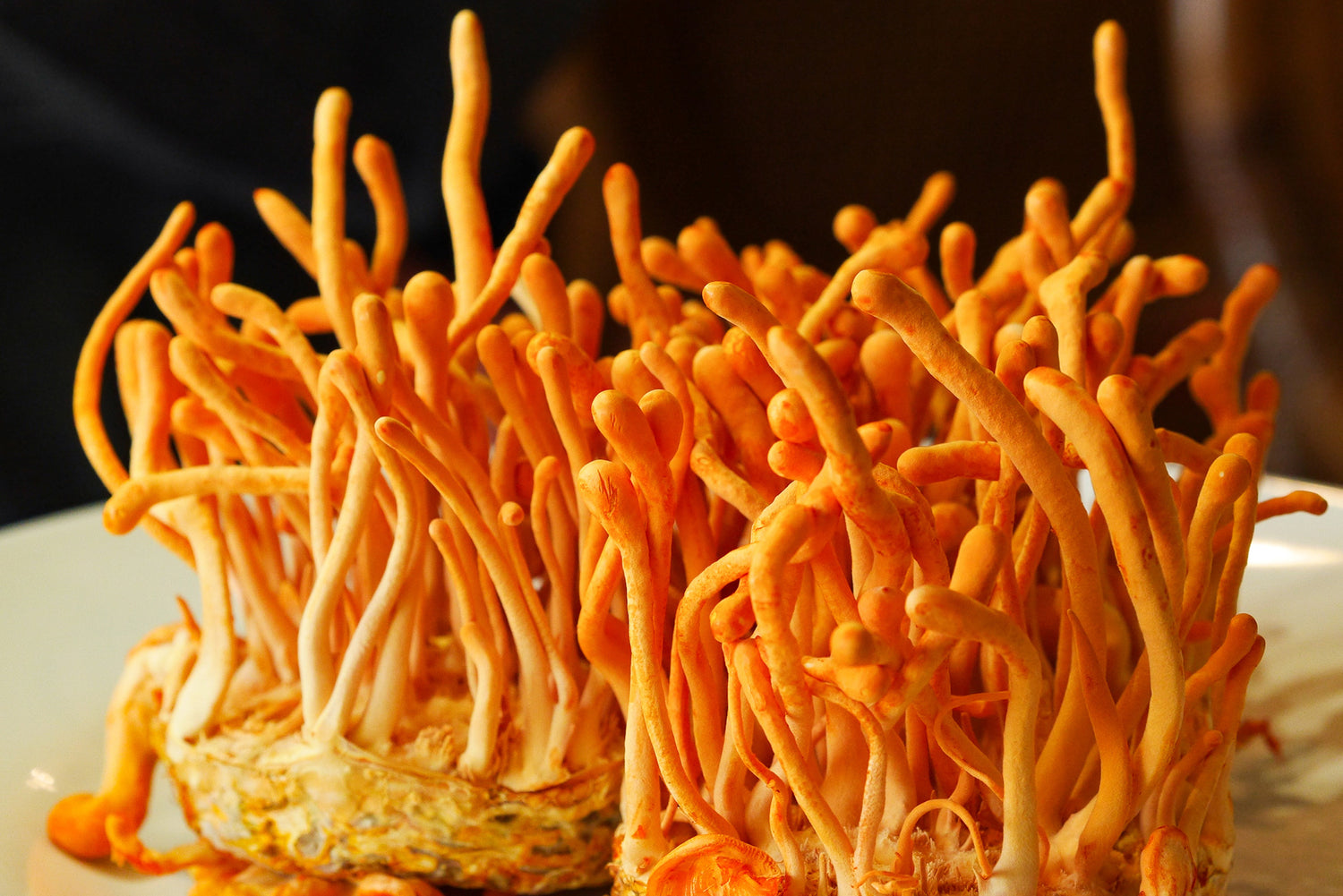 cultured Cordyceps